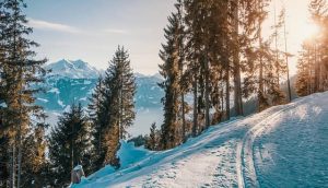 image of a sunny snow trail