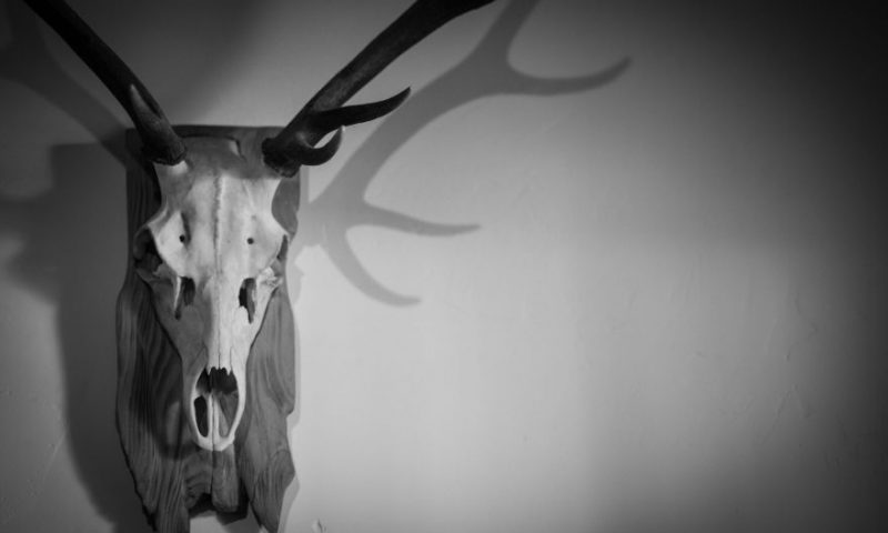 Stag head with shadow